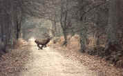 cerf (cliquez pour agrandir)