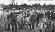 cerf mort (cliquez pour agrandir)